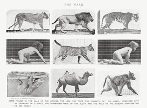 Eadweard Muybridge: De wandeling (zwart-wit foto) door Eadweard Muybridge