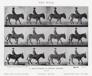 Eadweard Muybridge: De Wandeling (zw/w foto) door Eadweard Muybridge