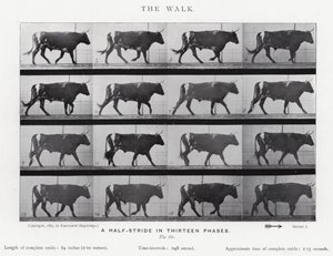 Eadweard Muybridge: De Wandeling (zw/w foto) door Eadweard Muybridge