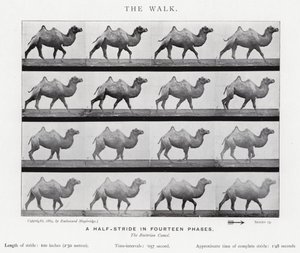 Eadweard Muybridge: De Wandeling (zw/w foto) door Eadweard Muybridge