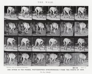 Eadweard Muybridge: De Wandeling (zw/w foto)
