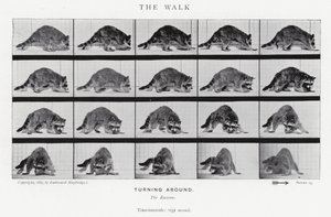 Eadweard Muybridge: De Wandeling (zw/w foto) door Eadweard Muybridge
