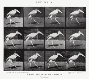Eadweard Muybridge: De Wandeling (zw/w foto) door Eadweard Muybridge