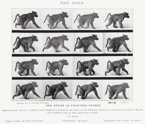 De Wandeling door Eadweard Muybridge