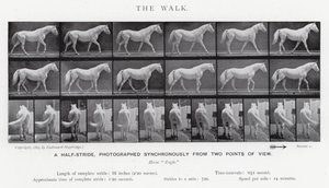 Eadweard Muybridge: De wandeling (zw/w foto)