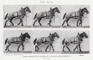 Eadweard Muybridge: De wandeling door Eadweard Muybridge