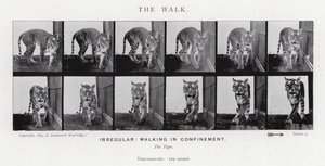 Eadweard Muybridge: De wandeling