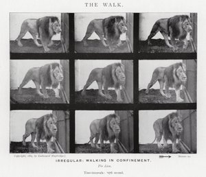 Eadweard Muybridge: De wandeling door Eadweard Muybridge