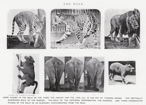 Eadweard Muybridge: De wandeling