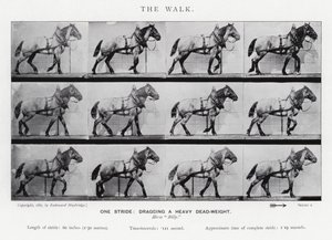 Eadweard Muybridge: De Wandeling door Eadweard Muybridge
