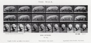 De wandeling door Eadweard Muybridge
