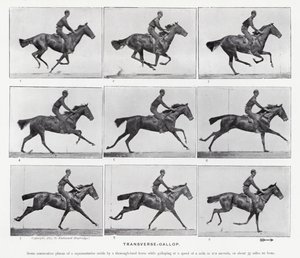 Eadweard Muybridge: De dwarsgalop (zwart-wit foto) door Eadweard Muybridge