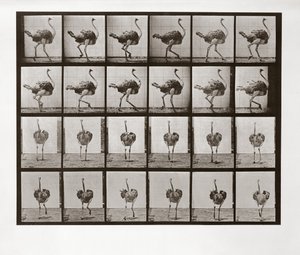 Struisvogel die rent, Plaat 772 uit Animal Locomotion, 1887