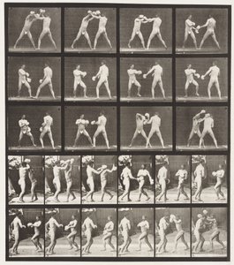Plaat 334. Boksen; Met handschoenen door Eadweard Muybridge