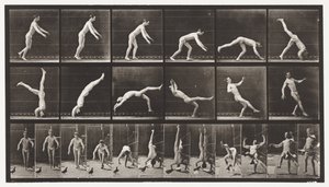 Plaat 365. Hoofdsprong, Een Vliegende Duif Stoort door Eadweard Muybridge