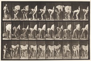Plaat 508. Een paard beslaan door Eadweard Muybridge