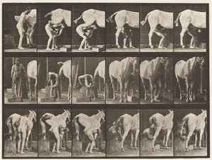 Plaat 509. Een paard beslaan door Eadweard Muybridge