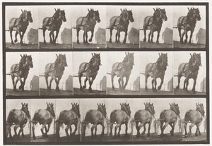 Plaat 566. Trekken; donkergrijs Belgisch paard Dusel, 1885 door Eadweard Muybridge