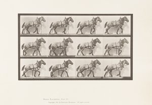 Trekken; Donkergrijs Belgisch Paard Billy, 1885