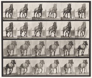 Plaat 568. Trekken; Donkergrijs Belgisch Paard Billy door Eadweard Muybridge