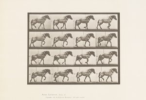 Plaat 569. Trekken; donkergrijs Belgisch paard Hansel, 1885