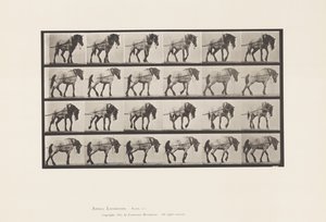 Trekken; Donkergrijs Belgisch Paard Hansel, 1885