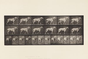 Trekken; Lichtgrijze Merrie Johnson, 1885 door Eadweard Muybridge