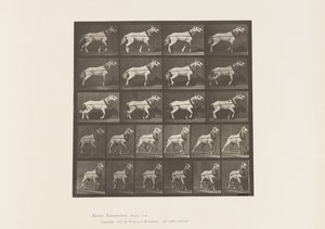 Trekken; Hoofd Wordt Getrokken; Lichtgrijze Merrie, 1885