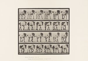 Lopen; Vrij; Donkergrijs Belgisch Paard Hansel, 1885