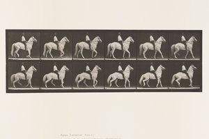 Lopen; Zadel; Onregelmatig; Wit Paard Clinton, 1885 door Eadweard Muybridge