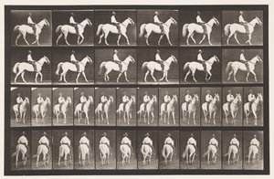 Lopen; Zadel; Wit Paard Elberon, 1885 door Eadweard Muybridge
