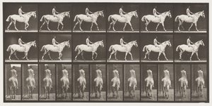 Lopend; Ruiter zonder zadel; Naakt; Lichtgrijs Paard door Eadweard Muybridge