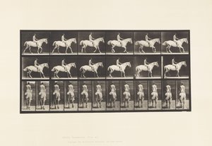 Plaat 582. Wandelen; Zadel; Ruiter, 43, Naakt; Lichtgrijs Paard Smith door Eadweard Muybridge