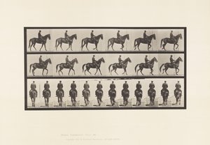 Lopend; Zadel; Onregelmatig; Bruine Merrie Beauty door Eadweard Muybridge
