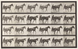 Lopen; Sulky; Vosmerrie Nellie Rose, 1885 door Eadweard Muybridge