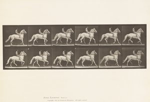 Plaat 590. Amblen door Eadweard Muybridge
