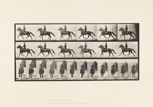 Plaat 593. Schommelen (Pacing): Zadel; Bruin Paard Pronto door Eadweard Muybridge