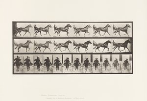 Plaat 594. Schommelen (Pacing): Sulky; Bruin Paard Pronto door Eadweard Muybridge