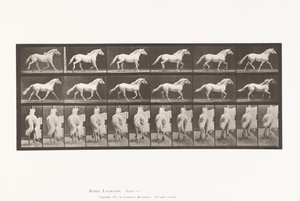 Plaat 596. Draven; Vrij; Lichtgrijs Paard Eagle door Eadweard Muybridge