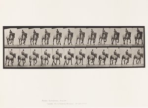 Plaat 599. Draven; Zonder Zadel; Donkergrijs Paard Dusel door Eadweard Muybridge