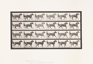 Plaat 614. Draven; Overgang naar Galop; Vosmerrie Flode Holden