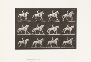 Plaat 617. Galop; Zonder zadel; Ruiter, 106, Naakt; Wit Paard Clinton, 1885 door Eadweard Muybridge