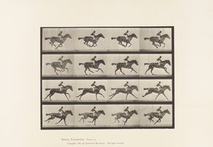 Plaat 626. Galop; Volbloed Bruine Merrie Annie G. door Eadweard Muybridge