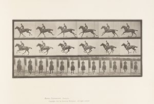 Plaat 631. Galop; Zadel; Volbloed Bruin Paard Bouquet door Eadweard Muybridge