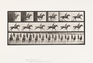 Plaat 633. Gallop; Zadel; Volbloed Bruin Paard Bouquet door Eadweard Muybridge