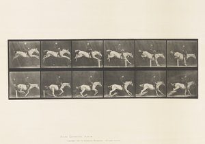 Plaat 641. Springen over een Hek; Zadel; Omverwerpen van Hek door Eadweard Muybridge