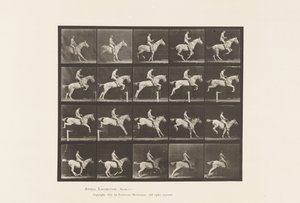 Plaat 642. Over een hindernis springen; Zadel; Ruiter, 105, Naakt; Grijze merrie, 1885 door Eadweard Muybridge