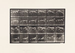 Plaat 648. Springen over drie paarden; A,B; Kastanjebruin paard Hornet door Eadweard Muybridge