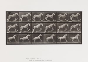 Plaat 649.A, Hoornaar, Schommelen; B, Adelaar, Rollend Vat, Etc.