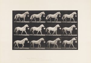 Plaat 650. Lopend met een Emmer in de Mond; Lichtgrijs Paard